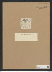 Actinoptychus adriaticus Grun. (de-Toni-Nr.: Genus 227, Species 5557) Zeichnungen Sammlung Grunow Nr. 9585 (NHMW-BOT-W0379401)